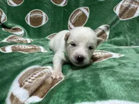 AKC Oceanus, a male Siberian Husky for sale in Centreville, MD – Photo 5 of 9