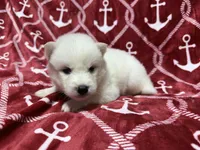 AKC Oceanus, a male Siberian Husky for sale in Centreville, MD – Photo 4 of 9