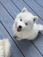 AKC Oceanus, a male Siberian Husky for sale in Centreville, MD – Photo 1 of 9