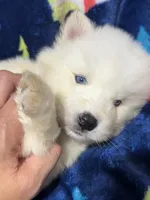 AKC Oceanus, a male Siberian Husky for sale in Centreville, MD – Photo 3 of 9