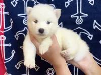 AKC Oceanus, a male Siberian Husky for sale in Centreville, MD – Photo 6 of 9