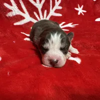 AKC Maple, a female Siberian Husky for sale in Centreville, MD – Photo 9 of 10