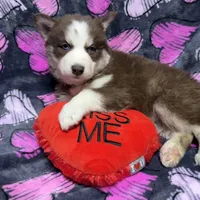 AKC Maple, a female Siberian Husky for sale in Centreville, MD – Photo 1 of 10