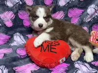 AKC Maple, a female Siberian Husky for sale in Centreville, MD – Photo 1 of 10