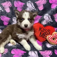 AKC Maple, a female Siberian Husky for sale in Centreville, MD – Photo 2 of 10