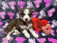 AKC Maple, a female Siberian Husky for sale in Centreville, MD – Photo 2 of 10