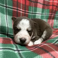 AKC Maple, a female Siberian Husky for sale in Centreville, MD – Photo 6 of 10