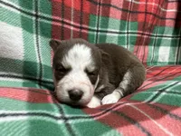 AKC Maple, a female Siberian Husky for sale in Centreville, MD – Photo 6 of 10