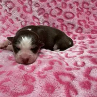 AKC Maple, a female Siberian Husky for sale in Centreville, MD – Photo 10 of 10