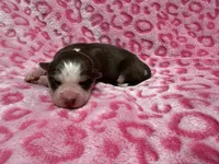 AKC Maple, a female Siberian Husky for sale in Centreville, MD – Photo 10 of 10