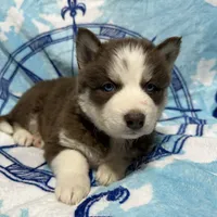 AKC Maple, a female Siberian Husky for sale in Centreville, MD – Photo 5 of 10