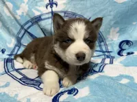 AKC Maple, a female Siberian Husky for sale in Centreville, MD – Photo 5 of 10