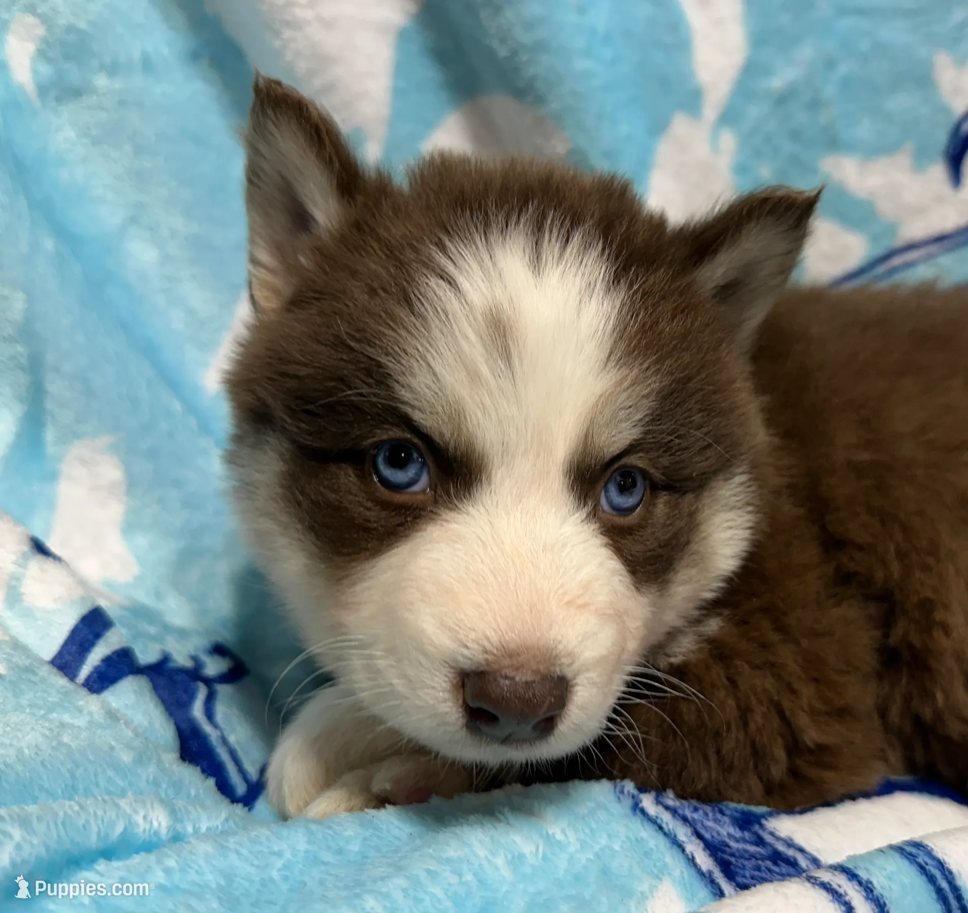 AKC Maple, a female Siberian Husky for sale in Centreville, MD – Photo 4 of 10