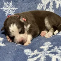 AKC Maple, a female Siberian Husky for sale in Centreville, MD – Photo 8 of 10