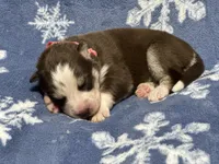 AKC Maple, a female Siberian Husky for sale in Centreville, MD – Photo 8 of 10