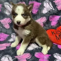 AKC Maple, a female Siberian Husky for sale in Centreville, MD – Photo 3 of 10