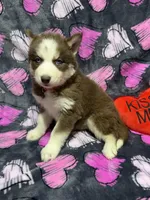 AKC Maple, a female Siberian Husky for sale in Centreville, MD – Photo 3 of 10