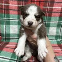 AKC Maple, a female Siberian Husky for sale in Centreville, MD – Photo 7 of 10