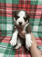 AKC Maple, a female Siberian Husky for sale in Centreville, MD – Photo 7 of 10