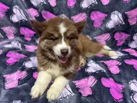 Brazil, a female Siberian Husky for sale in Centreville, MD – 8 of 9