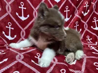 Chestnut, a male Siberian Husky for sale in Centreville, MD – 2 of 7