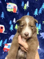 Cooper, a male Siberian Husky for sale in Centreville, MD – 3 of 6