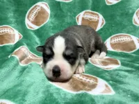 AKC Kona, a male Siberian Husky for sale in Centreville, MD – 8 of 9