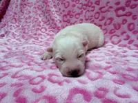 Jeanette, a female Siberian Husky for sale in Centreville, MD – 6 of 6