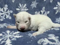 processed/f78c4054-9674-411b-a848-9c44cd3f49ab/listing/28b4c8e6-97d0-46ef-90e6-fe1a740c5531/36501a09-2ccc-48c3-9326-768603144a8f