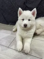 processed/f78c4054-9674-411b-a848-9c44cd3f49ab/listing/28b4c8e6-97d0-46ef-90e6-fe1a740c5531/ec694bf7-6634-4438-b2d0-fb533b23a08b