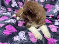 Brazil, a female Siberian Husky for sale in Centreville, MD – 4 of 9