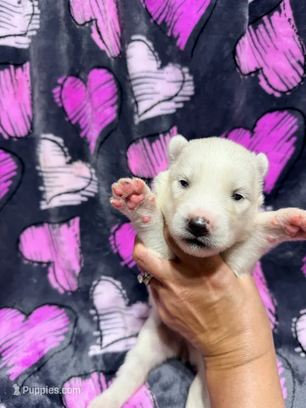 Eleanor – Siberian Husky puppy for sale in Centreville, MD
