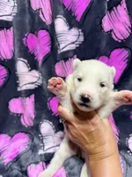 Eleanor, a female Siberian Husky for sale in Centreville, MD – 1 of 6