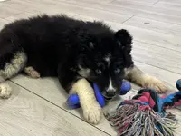 AKC Belly, a female Siberian Husky for sale in Centreville, MD – Photo 4 of 10