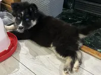 AKC Belly, a female Siberian Husky for sale in Centreville, MD – Photo 3 of 10