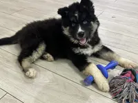 AKC Belly, a female Siberian Husky for sale in Centreville, MD – Photo 1 of 10