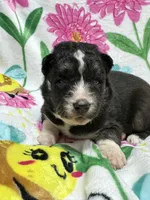 AKC Belly, a female Siberian Husky for sale in Centreville, MD – Photo 6 of 10