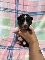 AKC Belly, a female Siberian Husky for sale in Centreville, MD – Photo 7 of 10