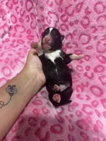 AKC Belly, a female Siberian Husky for sale in Centreville, MD – Photo 10 of 10