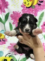 AKC Belly, a female Siberian Husky for sale in Centreville, MD – Photo 5 of 10