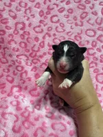 AKC Belly, a female Siberian Husky for sale in Centreville, MD – Photo 9 of 10