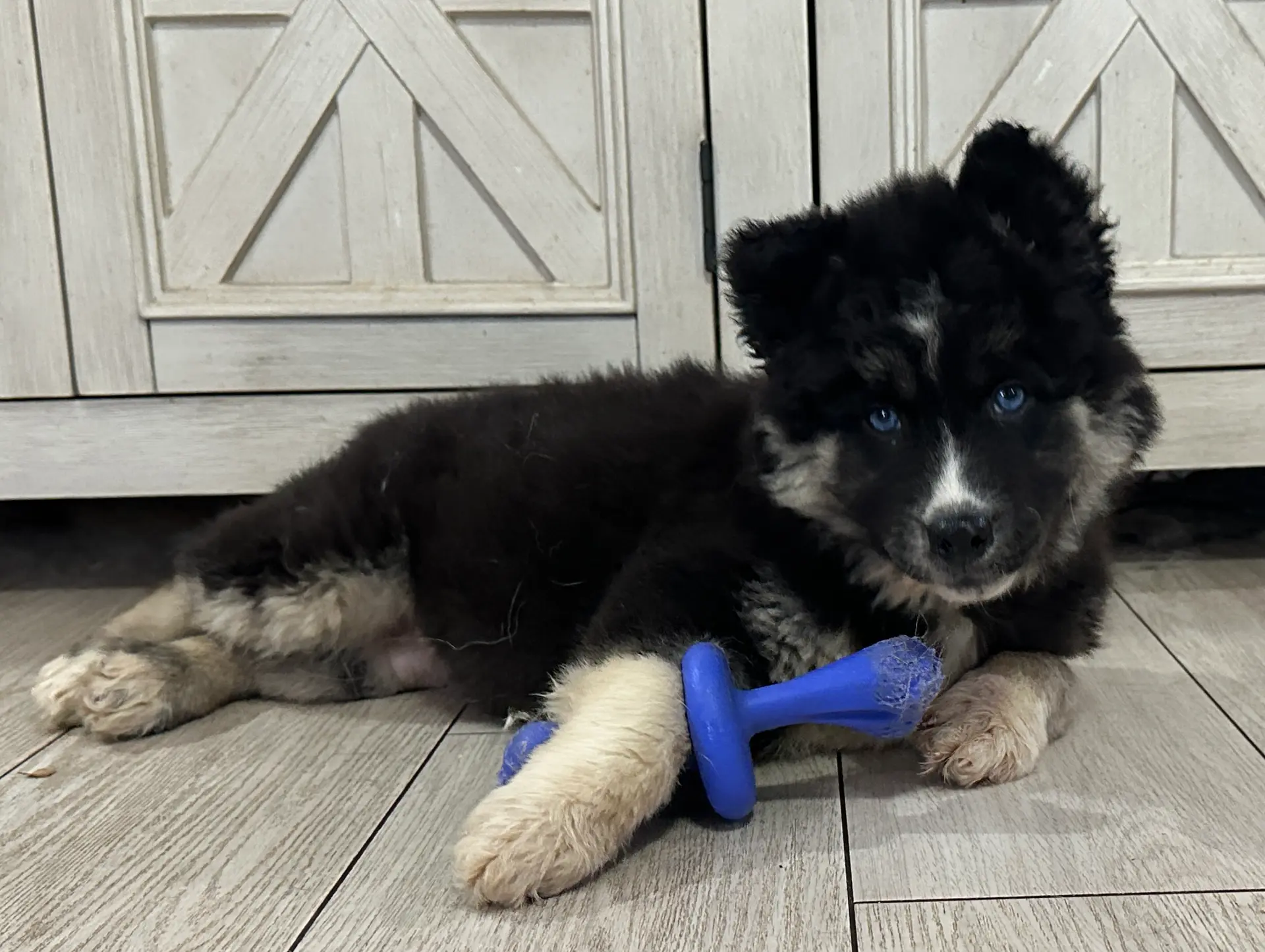 AKC Belly, a female Siberian Husky for sale in Centreville, MD – Photo 2 of 10