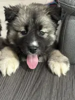 AKC Sirius, a male Siberian Husky for sale in Centreville, MD – Photo 4 of 10