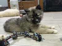 AKC Sirius, a male Siberian Husky for sale in Centreville, MD – Photo 3 of 10