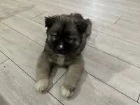 AKC Sirius, a male Siberian Husky for sale in Centreville, MD – Photo 7 of 10