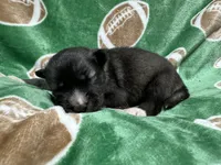 AKC Sirius, a male Siberian Husky for sale in Centreville, MD – Photo 6 of 10