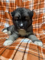 AKC Sirius, a male Siberian Husky for sale in Centreville, MD – Photo 8 of 10