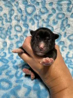 AKC Sirius, a male Siberian Husky for sale in Centreville, MD – Photo 10 of 10