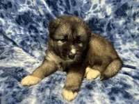 AKC Sirius, a male Siberian Husky for sale in Centreville, MD – Photo 9 of 10