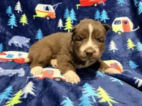Phoenix , a male Siberian Husky for sale in Centreville, MD – 3 of 4